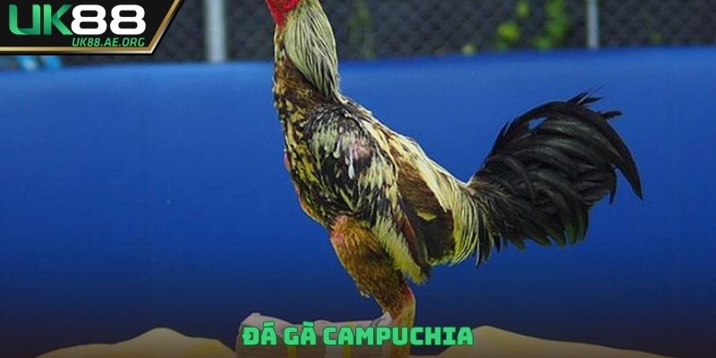 đá gà Campuchia