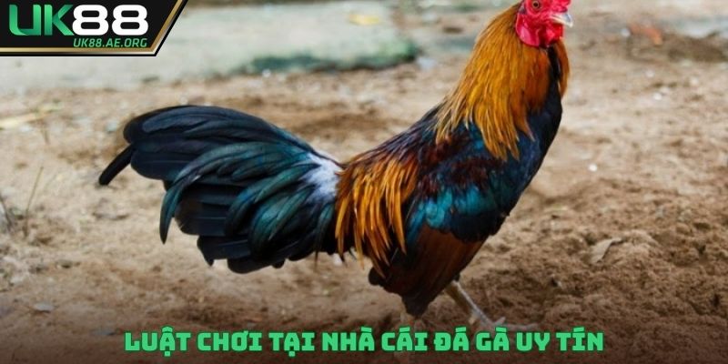Luật chơi tại nhà cái đá gà uy tín