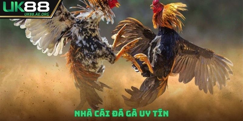 nhà cái đá gà uy tín